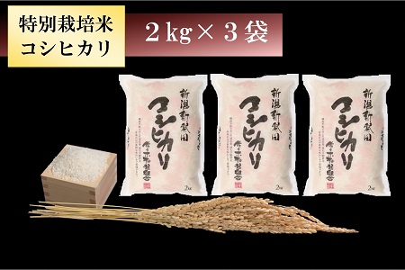 令和6年産 特別栽培米コシヒカリ 6kg【 新潟県 新発田市 コシヒカリ 特別栽培米 2kg 3袋 米 D08_01 】