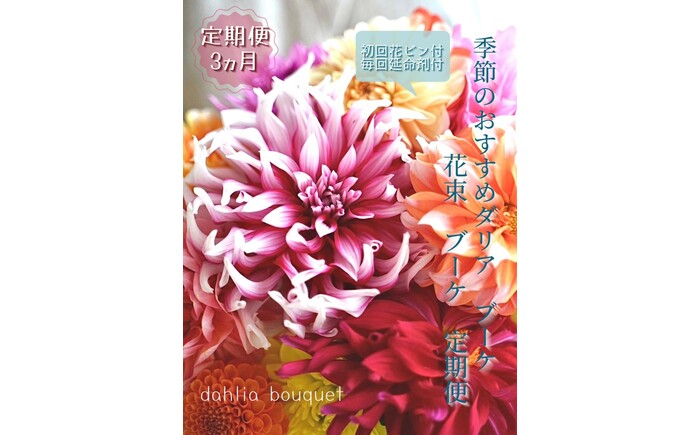 【3回定期便】ダリア花束初回花瓶付き / ダリア お花 フラワー 大輪 花束 定期便 高知 生花 誕生日 ギフト 季節の花 延命剤付き インテリア 華やか 自分へのご褒美【株式会社tomoni】 [ATCG050]