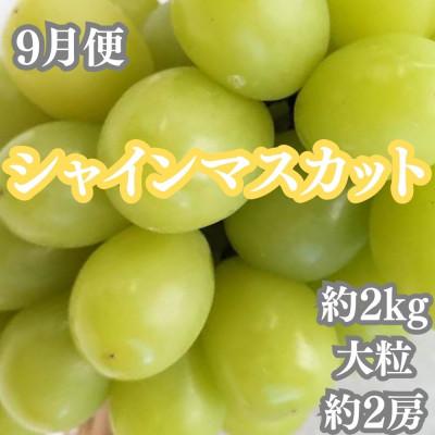 ふるさと納税 坂出市 【発送月固定定期便】坂出の美味しい果物定期便　季節の果物を年間4回に分けてお届け!全4回 |  | 03