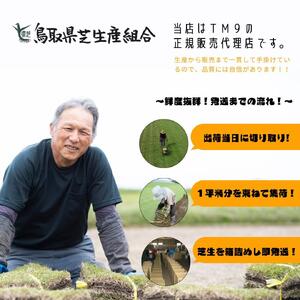 【先行予約】芝生(省管理型コウライ芝　TM9ティーエムナイン)20束セット※20平米分