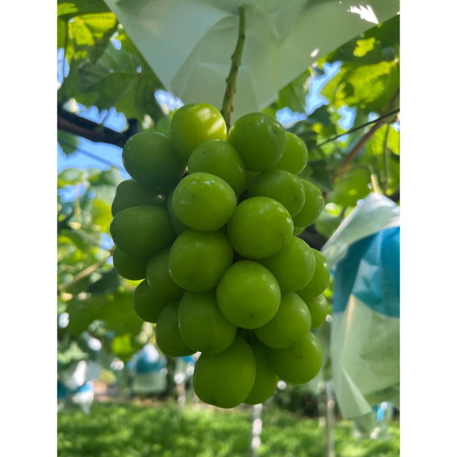 ＜小川ぶどう園＞特撰「シャインマスカット」（種無し）２房