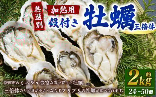 【無選別】加熱用 殻付き牡蠣 約2kg（24～50個）三倍体／牡蠣 かき カキ 生ガキ 生牡蠣 加熱用 調理用