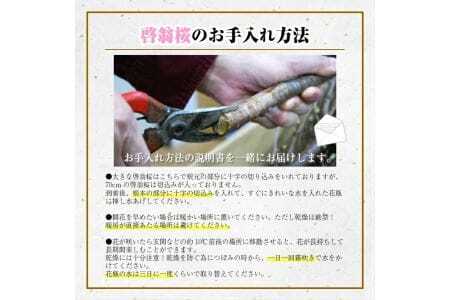 啓翁桜 約125cm×10本（2月下旬発送）※着日指定不可 東北 山形県 遊佐町 庄内地方 桜 木 植物 枝 切り花 花束 お花 室内 リビング 玄関 アレンジにも お正月飾り 冬 春 新春 迎春 新