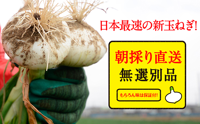 浜松篠原産新玉ねぎプレミアムフレッシュ10キロ【無選別品】
