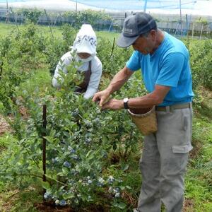 信州　中野市産特選ブルーベリー　バラ詰め 2kg箱【配送不可地域：離島】【1494239】