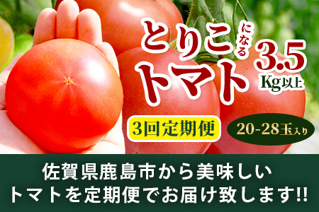 【先行予約】 たにぐちファーム とりこになるトマト【3.5kg以上×3回定期便】【2024年12月から出荷】 Ricotomato トマト [定期便 野菜定期便 定期 野菜 トマト 新鮮 サラダ 生野