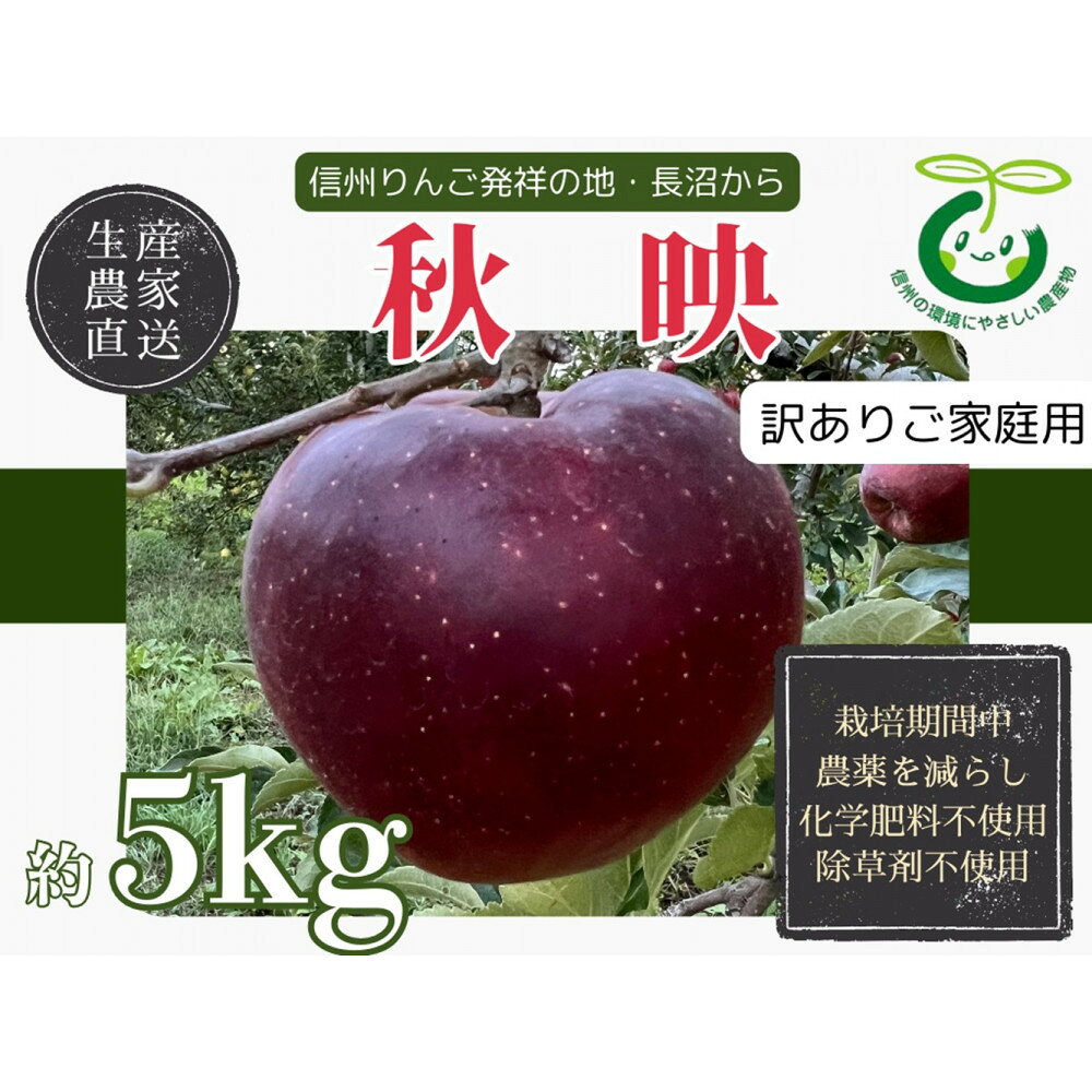 【ふるさと納税】【訳あり】生産農家直送 人にやさしい 長沼りんご・秋映5kg（ご家庭用） | りんご 林檎 フルーツ 果物 秋映 家庭用 長沼 農園 おすすめ 人気 送料無料 長野県 長野市 信州 信濃 ふるさと納税