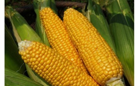 【令和6年6月9日予約締切】 築上町 特産品 スイートコーン 約3kg 【京築の恵み】《築上町》【JA福岡京築　営農部】 [ABAW001] 10000円 1万円