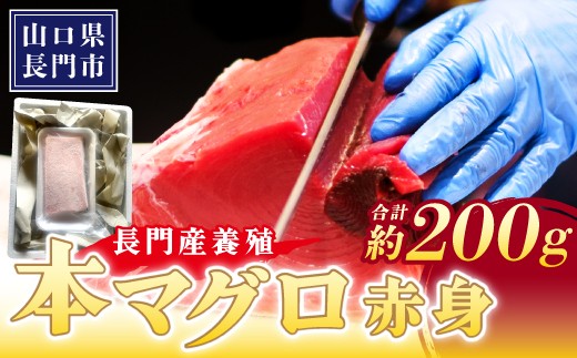 
                  長門産養殖 本マグロ 赤身柵 200g【マグロ 赤身 マグロ刺身 刺身 柵 さく まぐろ 鮪 山口県 長門市 希少 脂乗り抜群 とろける 急速冷凍 冷凍 ギフト 贈答】
                