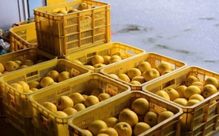 羽賀農園 河内晩柑9kg（家庭用）【高知県宿毛市小筑紫町田ノ浦産】 柑橘 柑橘