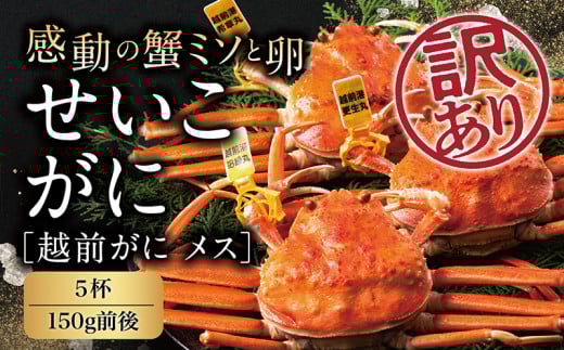 【冷蔵発送】越前がに（メス）「せいこがに」訳あり 150g前後 ×  5杯