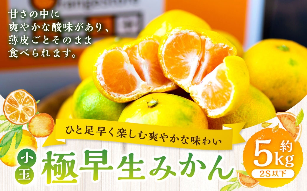 
                  【 ひと足早く楽しむ爽やかな味わい 】 極早生みかん （ 小玉 ） 約5kg みかん ミカン 柑橘 柑橘系 柑橘類 くだもの 果物 フルーツ 果実 果汁 果肉 国産 愛媛県産 薄皮 【 2026年9月下旬-11月上旬発送予定 】 ( 1099 )
                