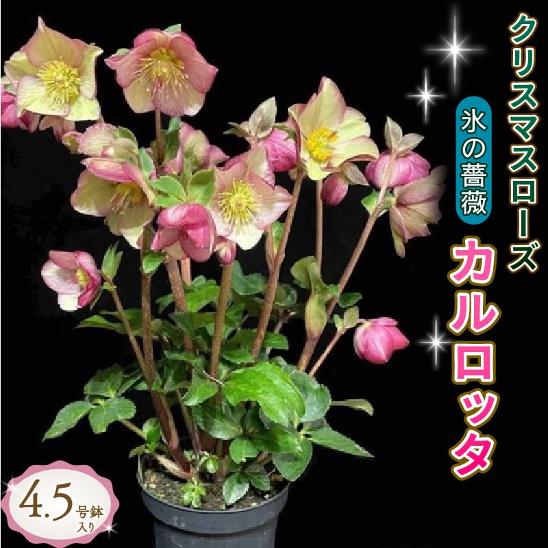
            花 クリスマスローズ 鉢植え 氷の薔薇 カルロッタ 開花株 4.5号 冬 季節 ガーデン ガーデニング 庭 贈答 プレゼント ギフト 植物 オンライン決済限定
          