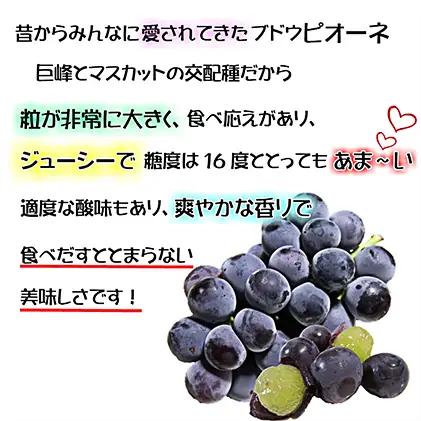 ぶどう 2026年 先行予約 ニュー ピオーネ【9月上旬～順次発送分】約2kg（2房～5房） 岡山県産 ピオーネ