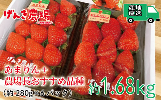 【予約受付】 いちご あまりん +農場長おすすめ品種 1.68kg (280g×6P) 4月発送 苺 食べ比べ イチゴ ストロベリー 産地直送 ご当地 果物 くだもの フルーツ デザート 食品 冷蔵 げんき農場 埼玉県 羽生市