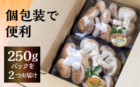 菌床しいたけ 2パック 計約500g 国産 椎茸 シイタケ 生しいたけ きのこ キノコ 鍋に すきやきに[Q945] syun25