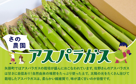 さの農園のアスパラガス 約 1kg 約 30本 M-2L