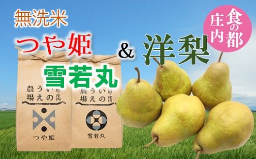 食の都庄内　【令和8年産】井上農場の無洗米（つや姫＆雪若丸）各2kg＆庄内産洋梨2kg※10月中旬～順次発送