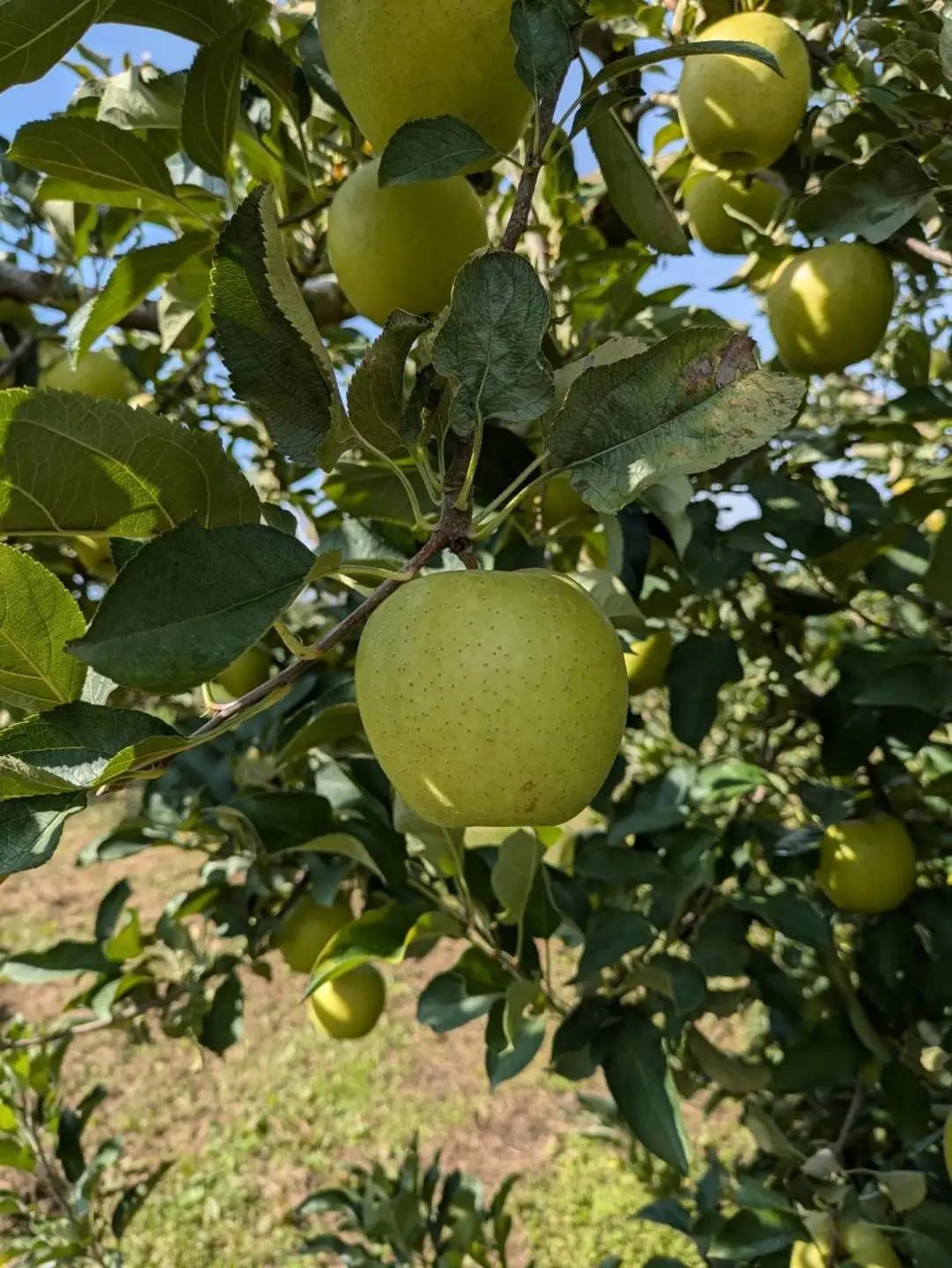 りんご 王林 約 5kg フルーツ 果物 山形 青りんご