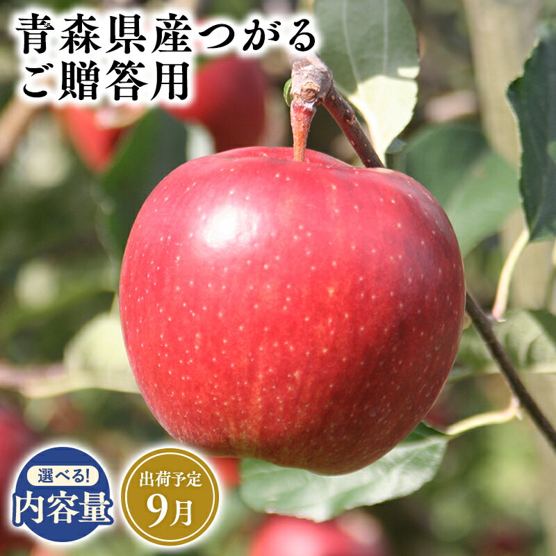 【ふるさと納税】≪内容量が選べる!≫青森県産 贈答用 つがる 3kg 5kg 10kg【青森県 平川市 そと川りんご園】9月発送 贈答 青森 青森県産 平川 りんご リンゴ 林檎 くだもの 果物 フルーツ レビューキャンペーン