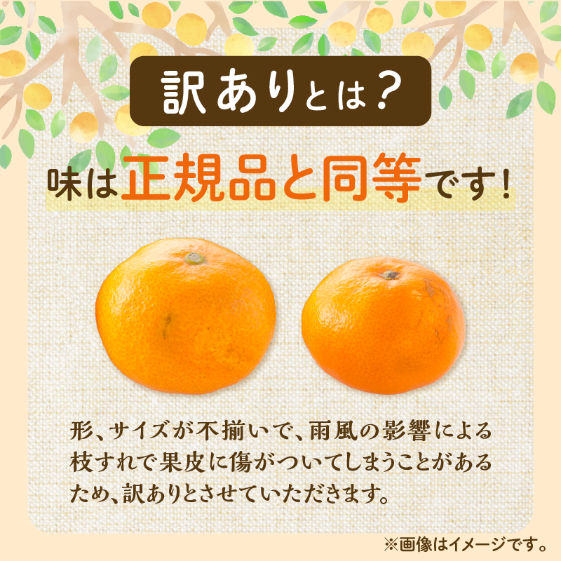 ≪内容量が選べる≫訳あり 温州 みかん 傷み補償分付き まるひ農園 期間限定 数量限定 フルーツ 果物 くだもの 柑橘 ミカン 国産 食品 デザート おやつ 人気 スイーツ_S-ZZV2-25_イメー