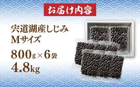 しじみ 砂抜き済 Mサイズ800g×6袋(4.8kg) 島根県松江市/しじみ市場株式会社[ALDK001] しじみ しじみ
