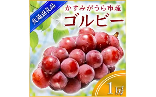ゴルビー 1房 ＜2026年9月上旬より順次発送予定＞ (県内共通返礼品:かすみがうら市産)  フルーツ 果物 ぶどう ブドウ (BR042)