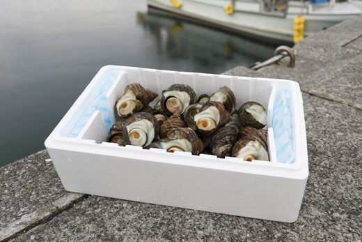 【数量限定】佐田岬海士のさざえ2kg ※北海道・東北地方・沖縄・離島への配送不可 IKTJ003