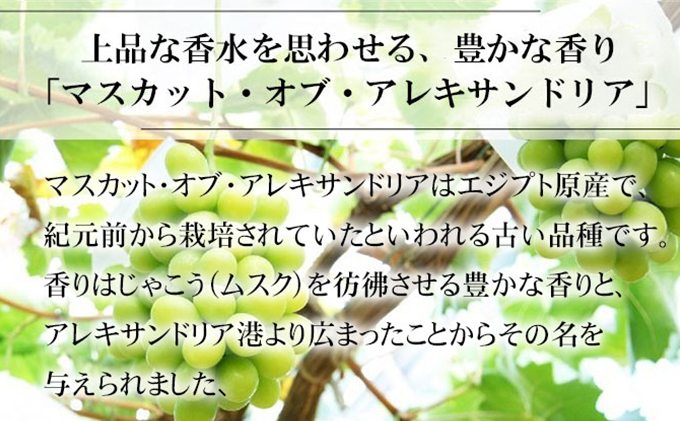 ぶどう 2024年 先行予約 マスカット ・オブ・アレキサンドリア 約700g×1房 ブドウ 葡萄  岡山県産 国産 フルーツ 果物 ギフト