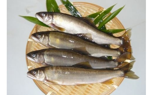 080299【一級河川・江の川の恵み・島根県産】天然鮎約800ｇ