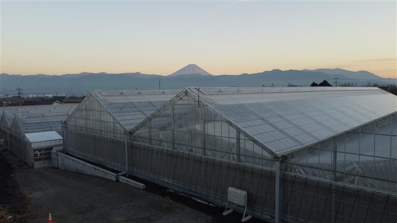 フルーツトマト「太陽のめぐみ」1kg（フルティカ＆ティポ） ALPBI002