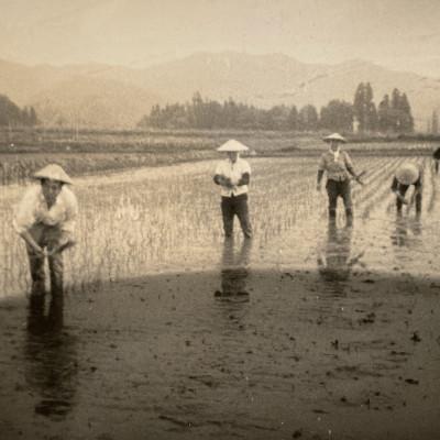 ふるさと納税 南魚沼市 【R7年産新米】10kg 最高金賞受賞 栽培期間農薬5割減 南魚沼産コシヒカリ こまがた家のお米 |  | 02