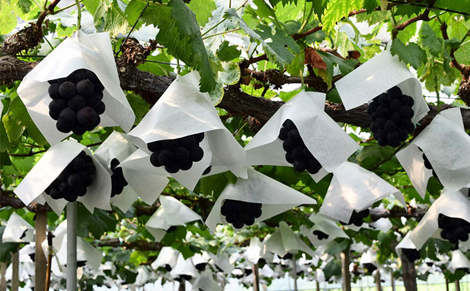 ぶどう 2026年 先行予約 農家こだわりの シャイン マスカット ＆ ニュー ピオーネ 2房 合計約1.0kg 贈答クラス 葡萄 岡山県産 国産 フルーツ 果物 ギフト 【 Nini farm 農家