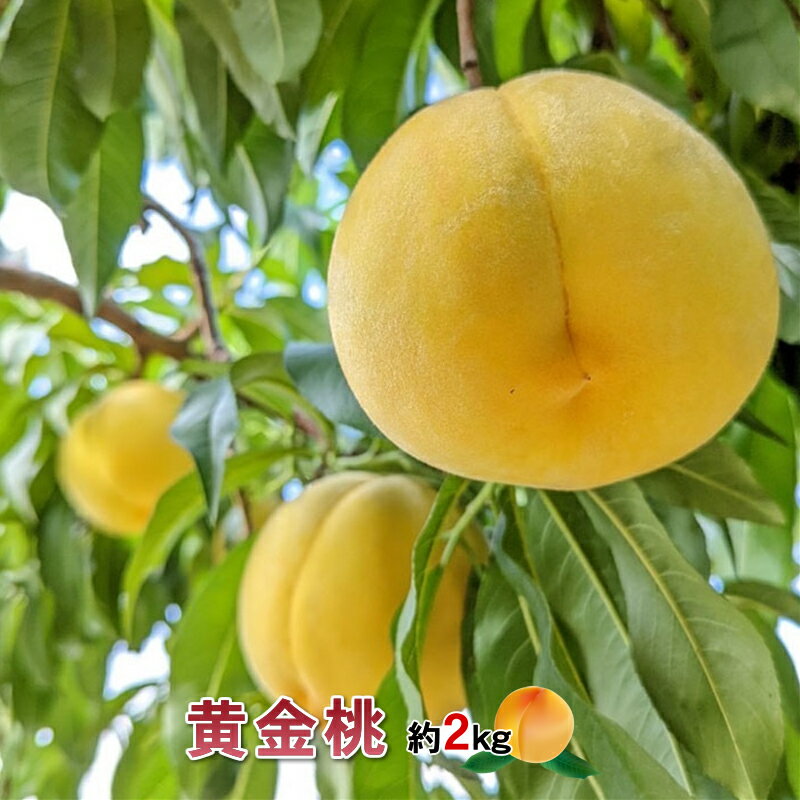 【ふるさと納税】 厳選 希少品種！黄金桃2kg 5〜8玉 山梨県南アルプス市産 ふるさと納税 桃 もも 黄金桃 果物 フルーツ おすすめ 山梨県 南アルプス市 送料無料 ALPBV009