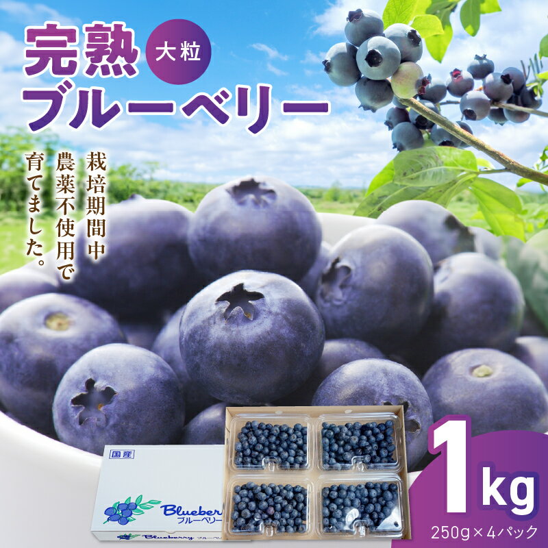 【ふるさと納税】ブルーベリー 完熟 250g 4パック 厳選 大粒 小分け フルーツ 果物 新鮮 栽培期間中 農薬不使用 化粧箱 期間限定 熊本県産 宇土 お取り寄せ 熊本 九州産 国産 特産品 冷蔵便 送料無料【熊本県宇土市】