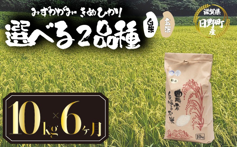 
                  【新米 先行予約】 令和8年産 選べる 品種 みずかがみ きぬひかり 白米 / 玄米  定期便 10kg × 6ヶ月 計60kg 2026年産 キヌヒカリ 国産 滋賀県 日野町 農家直送 お米 精米 おこめ こめ 米 ご飯 おにぎり お弁当 弁当 kome R8年 R8 8年産 ハクマイ げんまい しんまい おこめ こめ 米 オコメ 産地直送 日野町産米 産地直送 ふるさと納税
                