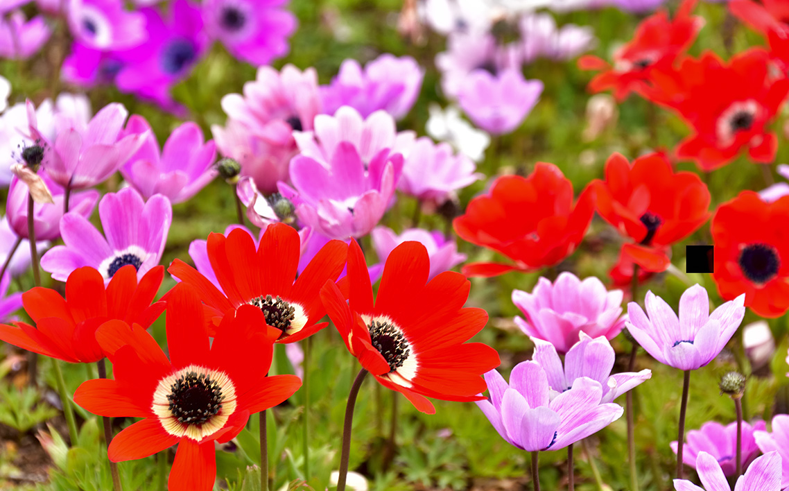 季節の花苗セット　アネモネ No.019