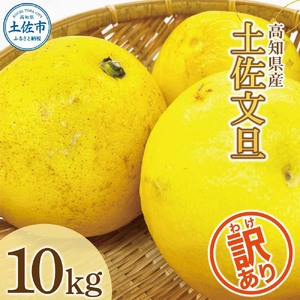 【先行予約】土佐文旦 訳あり 10kg (M～5L) 文旦[BQAE032]