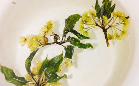 【希少な花茶】クロモジ花茶5g 3袋セット クロモジ茶 くろもじ茶 国産 黒文字茶 植物由来 ノンカフェイン 無添加 無香料 無着色 希少 リラックス 島根県雲南市/有限会社田井産業[AICY020]