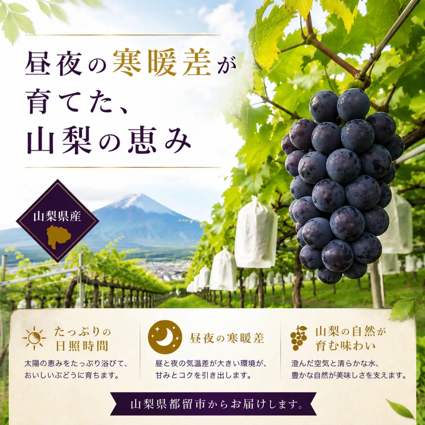 【2027年先行予約】ピオーネ 500g （粒）