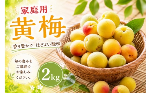 黄梅 家庭用 南高梅 2kg+250g（傷み補償分） / 梅 梅ジュース 梅酒 梅干し 訳あり 和歌山 ※2026年6月下旬～7月下旬に順次発送 ※北海道・沖縄・離島への配送不可 【ikd510-cc-2】
