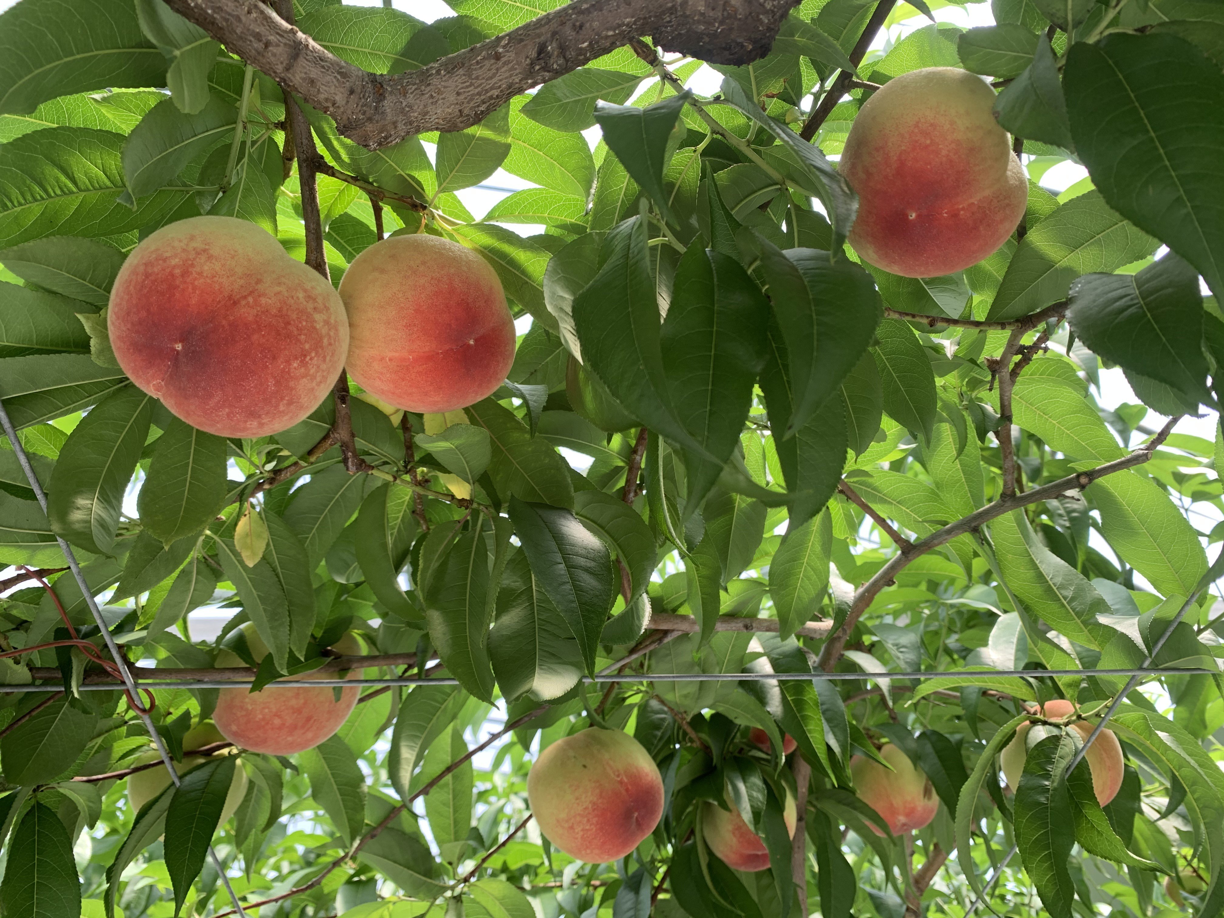 日川白鳳の栽培風景