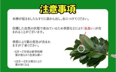 袋井市　出世榊　本榊　純国産　1対（2束）定期便3ヶ月※1日交換に間に合うように配送　榊 さかき サカキ 神棚 お供え 国内産 日持ち 大きい 艶やか 静岡県