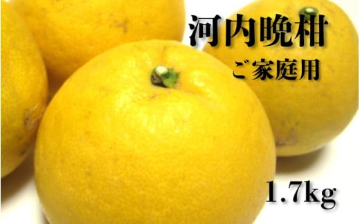 【2025年4月中旬～6月下旬発送】【和製グレープフルーツ】有田育ちの河内晩柑(ご家庭用)　1.7kg【ard223】