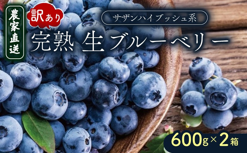 
            【農家直送】完熟生ブルーベリー（サザンハイブッシュ系）600g×2箱 | 2026年発送 早期予約 ブルーベリー フルーツ 果物 厳選 人気 デザート ギフト プレゼント 贈り物 くだもの 旬 甘い 先行予約 産地直送 小分け 冷蔵 期間限定 季節限定 おすすめ 高知県 南国市
          