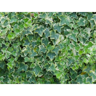 ふるさと納税 美作市 カーネーションを使った寄せ植えブリキ鉢 |  | 03