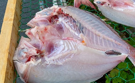 【山田海産物】淡路島えびす鯛（献上鯛） 2枚入り