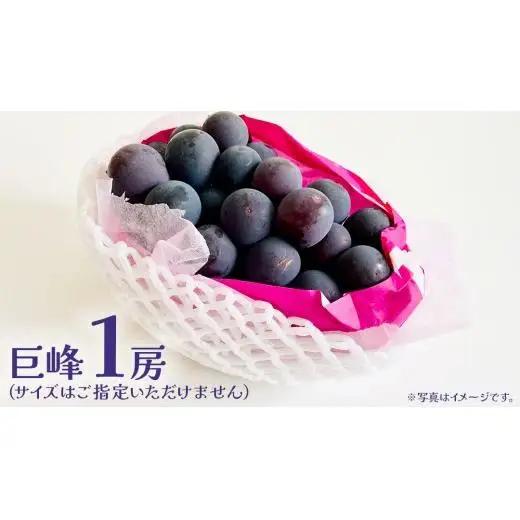 巨峰 １房【2026年7月上旬発送開始】 (茨城県共通返礼品：大子町)