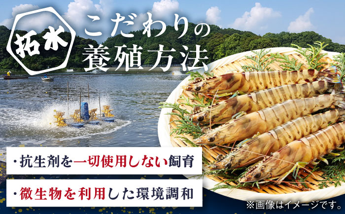 ＜加熱用＞伊万里特産 無頭冷凍車海老 計2.5kg（250g×10袋） / 佐賀県 / 株式会社 拓水 伊万里クルマエビセンター [41AEAJ010]
