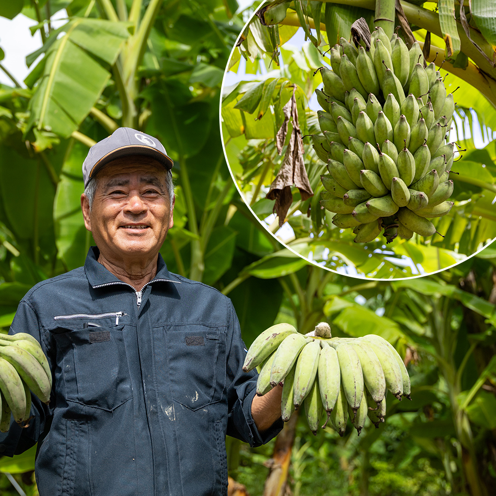 【沖縄本島産】金城敏春農園の「アップルバナナ」　3kg_イメージ5